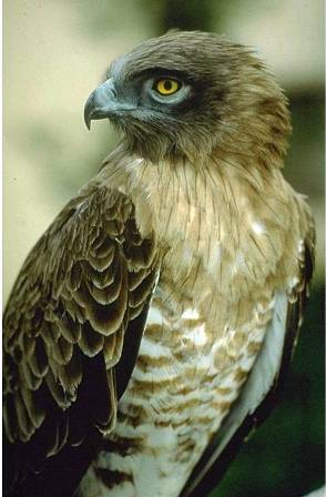 Falco_pecchiaiolo_Big